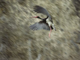 A Black Stork in Flight Photographic Print