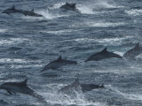 Common Dolphins Leap in a Frenzy of Splashing Photographic Print