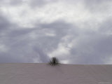 A Lone Plant Sits on Top of a Dune in White Sands Photographie