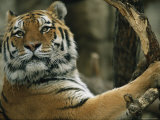A Portrait of Khuntami, a Male Siberian Tiger Photographie