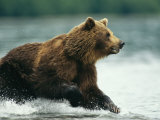 A brown bear rushing through water while hunting for salmon. Lámina fotográfica