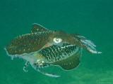 Caribbean Reef Squid Defends its Claim to a Nearby Female Stampa fotografica