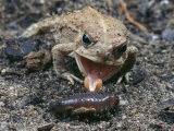 Woodhouse Toad Shoots Out his Tongue to Capture an Unlucky Grub Photographic Print by George Grall