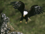 An American Bald Eagle Soars Near its Nest Photographic Print