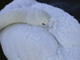 A Whooper Swan Resting with Bill Tucked under Wings Photographic Print by Tim Laman