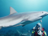 A Scuba Diver Takes a Photo of a Caribbean Reef Shark Photographic Print by Nick Caloyianis