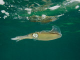 Caribbean Reef Squid Have about 35 Patterns of Skin in its Wardrobe Stampa fotografica