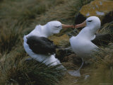 A Pair of Nesting Black-Browed Albatrosses Touching Bills Photographic Print