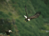 An American Bald Eagle Soars Near its Nest Photographic Print