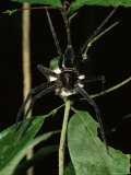 A Large Black Spider Holding its Egg Sac Photographic Print