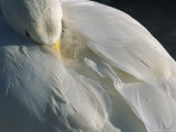 A Whooper Swan Resting with Bill Tucked under Wings Photographic Print