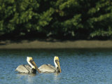 Pair of Brown Pelicans on Floridas Gulf Coast Photographic Print