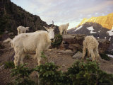 Mountain Goat and Kids Climb Rocks in Glacier National Park Photographie