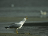 Gull with Bill Open Standing near a Fish Carcass on a Beach Photographic Print