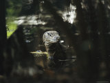 Non-Native Water Monitor Lizard Standing in Water Photographic Print by Tim Laman