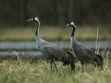 Pair of Common Cranes Standing at the Waterside Photographic Print