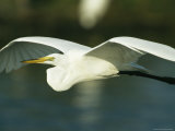 Great Egret in Flight on Floridas Gulf Coast Photographic Print