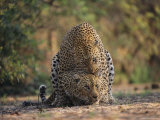 Leopards Mate Hundreds of Times during the Females Week-Long Estrus Photographic Print by Kim Wolhuter