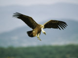 Griffon Vulture Coming in for a Landing Photographie par Klaus Nigge