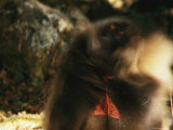Male Gelada Swishes his Mane Photographic Print