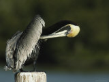 Preening Brown Pelican in the Everglades Photographic Print