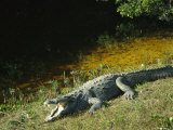 American Alligator on Floridas Gulf Coast Photographic Print by Klaus Nigge
