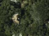 Griffon Vulture in Flight Photographic Print by Klaus Nigge