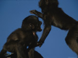 Two Juvenile Geladas Play Together Photographic Print