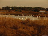 Great Egrets, Great Blue Herons and Pelicans Feeding in a Pond Photographic Print
