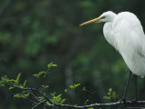 Great Blue Heron during its White Phase on Floridas Gulf Coast Photographic Print by Klaus Nigge