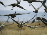 Common Cranes Taking Flight from a Grassy Field Photographic Print