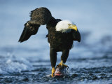 American Bald Eagle Clasps a Fish in its Talons Photographie par Klaus Nigge