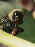 Bumble Bee Struggles Against a Beetle Holding its Tongue Photographic Print