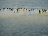 Laughing Gulls and Cormorants Wade in Floridas Waters Photographic Print