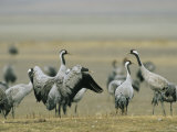 Common Cranes Flapping Wings and Standing About Photographic Print