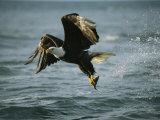 American Bald Eagle in Flight over Water with a Fish in its Talons Photographic Print by Klaus Nigge