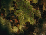 Geladas Settle into Their Cliffside Sleeping Quarters Photographic Print