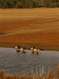 Canada Geese Resting in the Shallows of a Freshwater Marsh Photographic Print