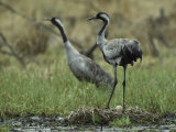 Pair of Common Cranes Standing at Their Nest Photographic Print