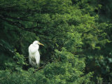 Great Blue Heron during its White Phase on Floridas Gulf Coast Photographic Print