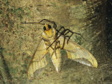 Female Spider Paralyzes a Trapped Moth with its Bite Photographic Print