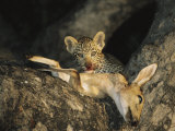 Leopard Cub Gets a Taste of a Recently Killed Impala Photographic Print