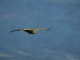 Griffon Vulture in Flight Photographic Print by Klaus Nigge