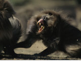 Male Gelada Bares his Teeth While Chasing Another Male Photographic Print