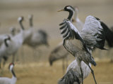Common Cranes Flapping Wings and Standing About Photographic Print