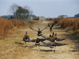 Canada Geese Take Flight along the Fresh Water Marsh Trail Photographic Print
