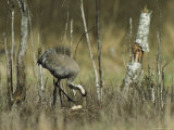 Common Crane Standing in her Nest Photographic Print by Klaus Nigge