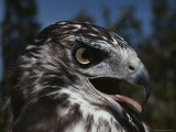 Close View of a Red-Tailed Hawk Photographic Print