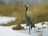 Common Crane Standing in a Snowy Landscape Photographic Print