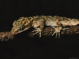 Well Camouflaged Gecko, Cyrtodactylus Species, on a Tree Limb Photographic Print